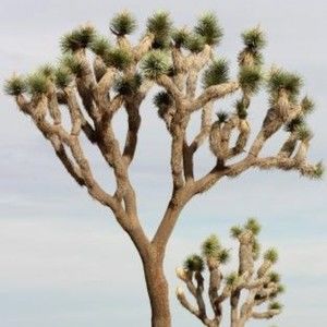 Meet your Posher, Dina